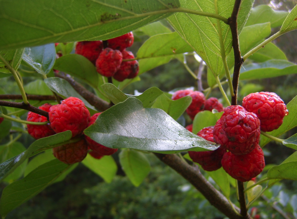 의 열매 구지 효능 뽕 오디의 효능