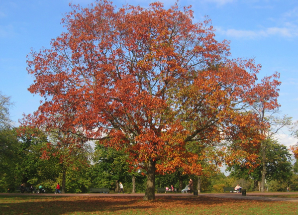 1.png goldentree